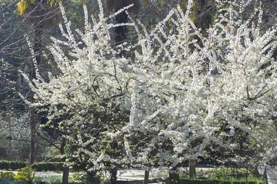 Close-up of flower trees in winter