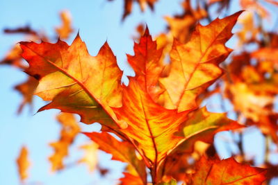 Close-up of maple leaves on tree