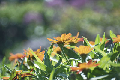 Close-up of flowering plant