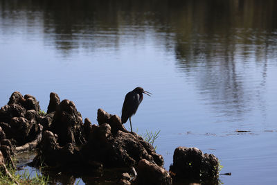 Small black bird with long thin legs overlooking lake for fish