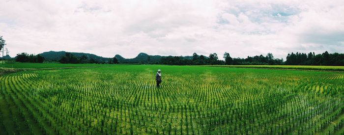 Scenic view of agricultural field against sky