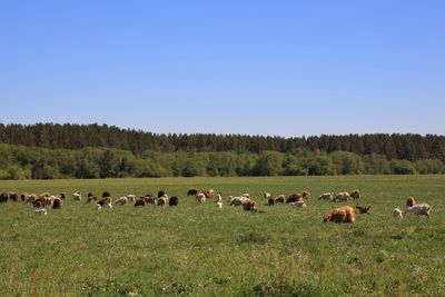 Flock of sheep on grassy field against sky