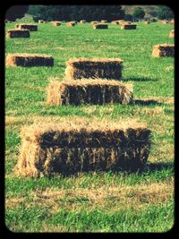 Hay bales on grassy field