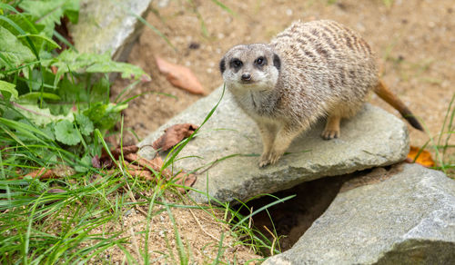 Close-up of meerkat