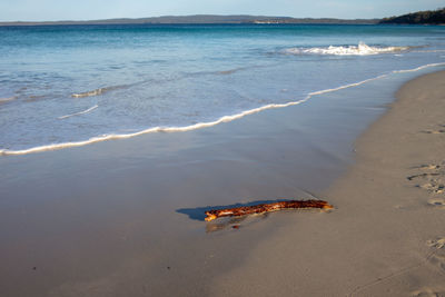 High angle view of fish on beach