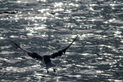 Low angle view of seagulls flying over sea