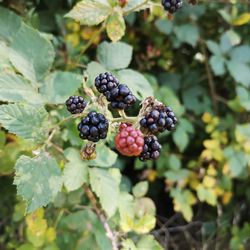 Close-up of berries growing on tree