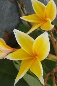 Close-up of yellow flower