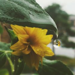 Close-up of water drops on flower