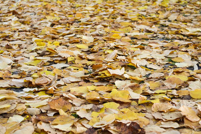 Full frame shot of autumn leaves