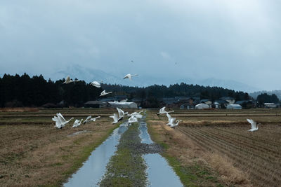View of birds flying over the lake