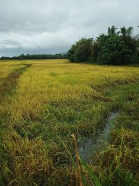 Scenic view of agricultural field against sky