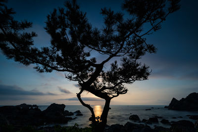 Silhouette tree on beach against sky during sunset