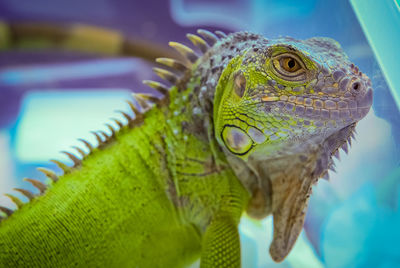 Iguana portrait 