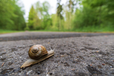 Close-up of snail on road