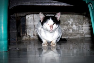 Portrait of cat sitting on floor