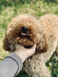 Close-up of hand holding dog