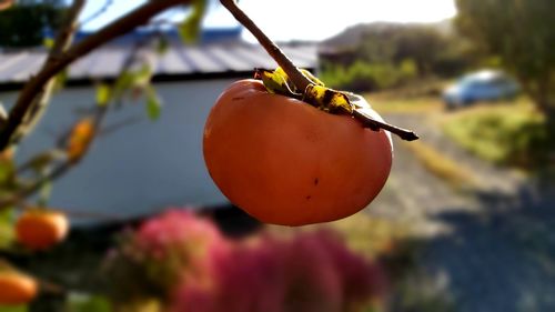 Close-up of orange fruit hanging on tree