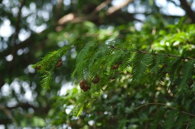 Close-up of raindrops on pine tree