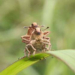 Close-up of insect on plant