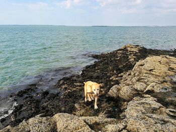 Dog on rock at beach against sky