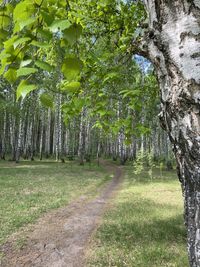 Trees growing in forest