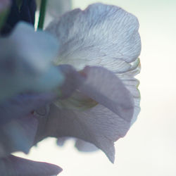Macro shot of flower