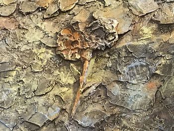 Full frame shot of weathered tree trunk