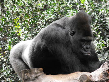 Close-up of gorilla in forest