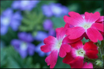 Close-up of pink flowers blooming outdoors