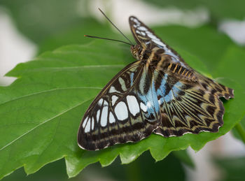 Close-up of butterfly on leaf