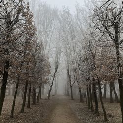 Footpath amidst bare trees during foggy weather