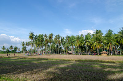 Trees on field against sky