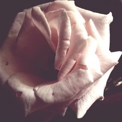 Close-up of flower over black background