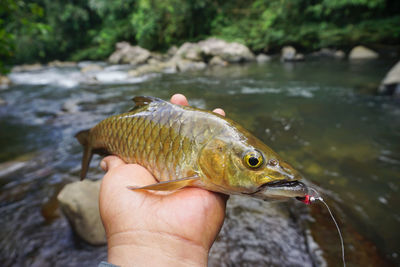 Close-up of hand holding fish