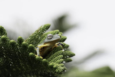 Frog on tree