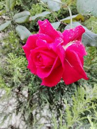 Close-up of pink rose blooming outdoors