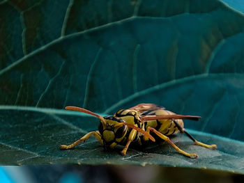 Close-up of insect on leaf