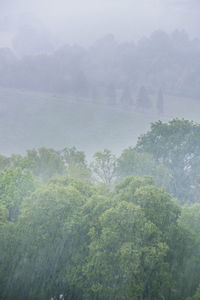 Trees in foggy weather