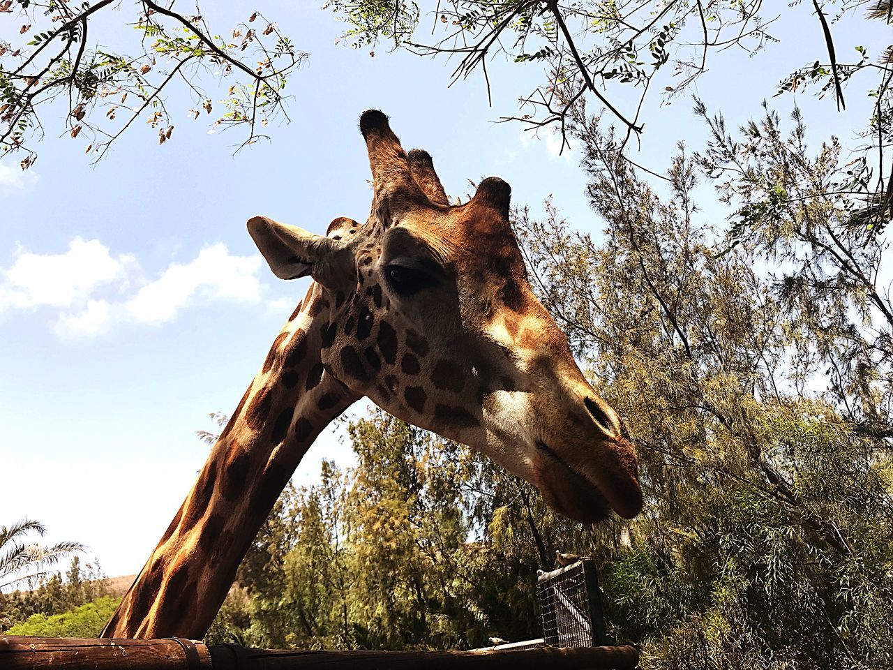 LOW ANGLE VIEW OF GIRAFFE AGAINST SKY