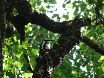 Bird perching on a tree