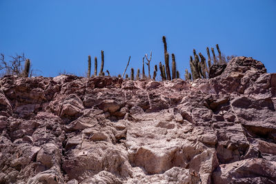 Plants growing in desert against clear blue sky