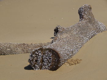 High angle view of crab on beach