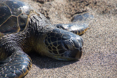 Close-up of turtle on beach