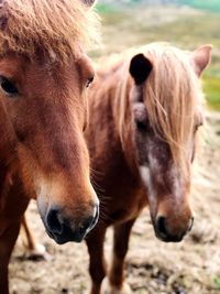 Horses in a field