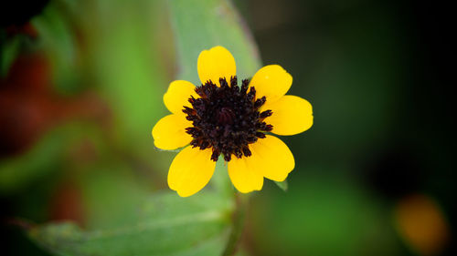 Close-up of yellow flower blooming outdoors