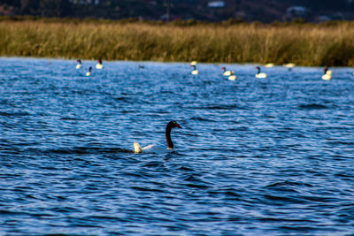 Ducks swimming in lake