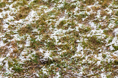 High angle view of snow covered field