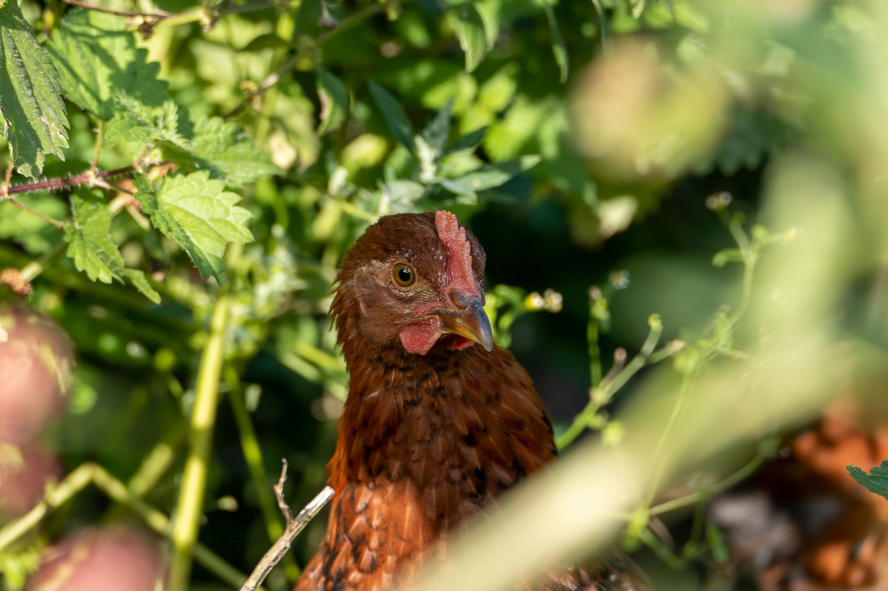 CLOSE-UP OF BIRD