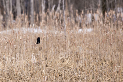 View of a bird on field